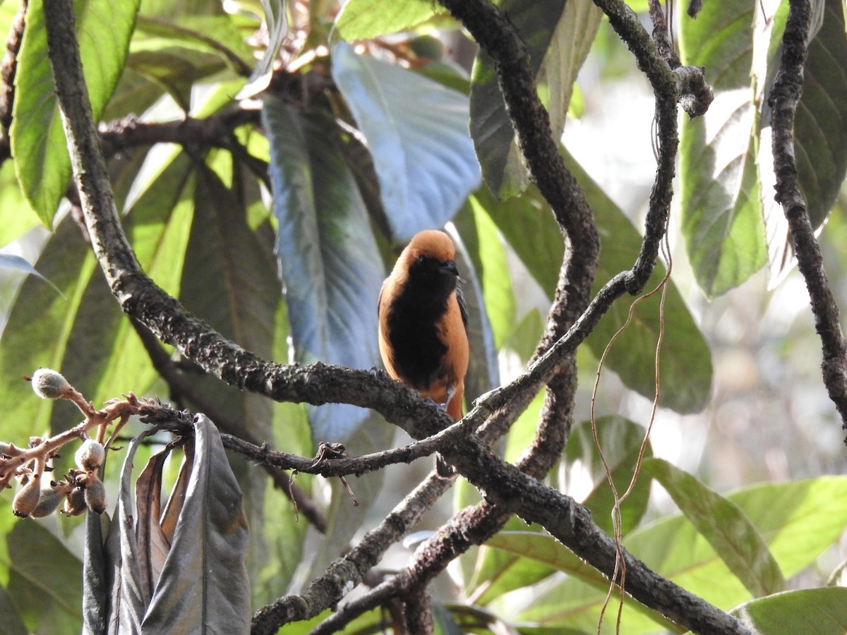 Burnished-buff Tanager - ML639883569