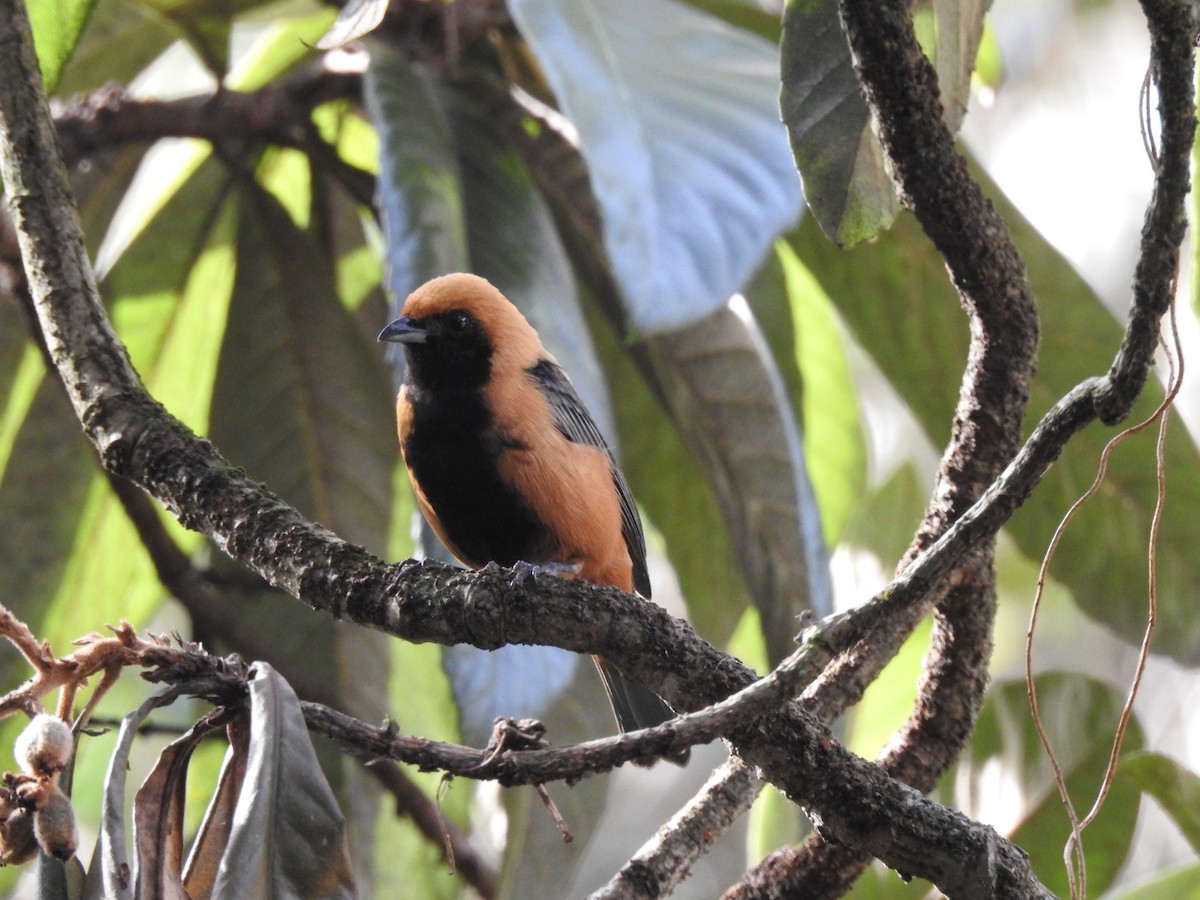 Burnished-buff Tanager - ML639883570