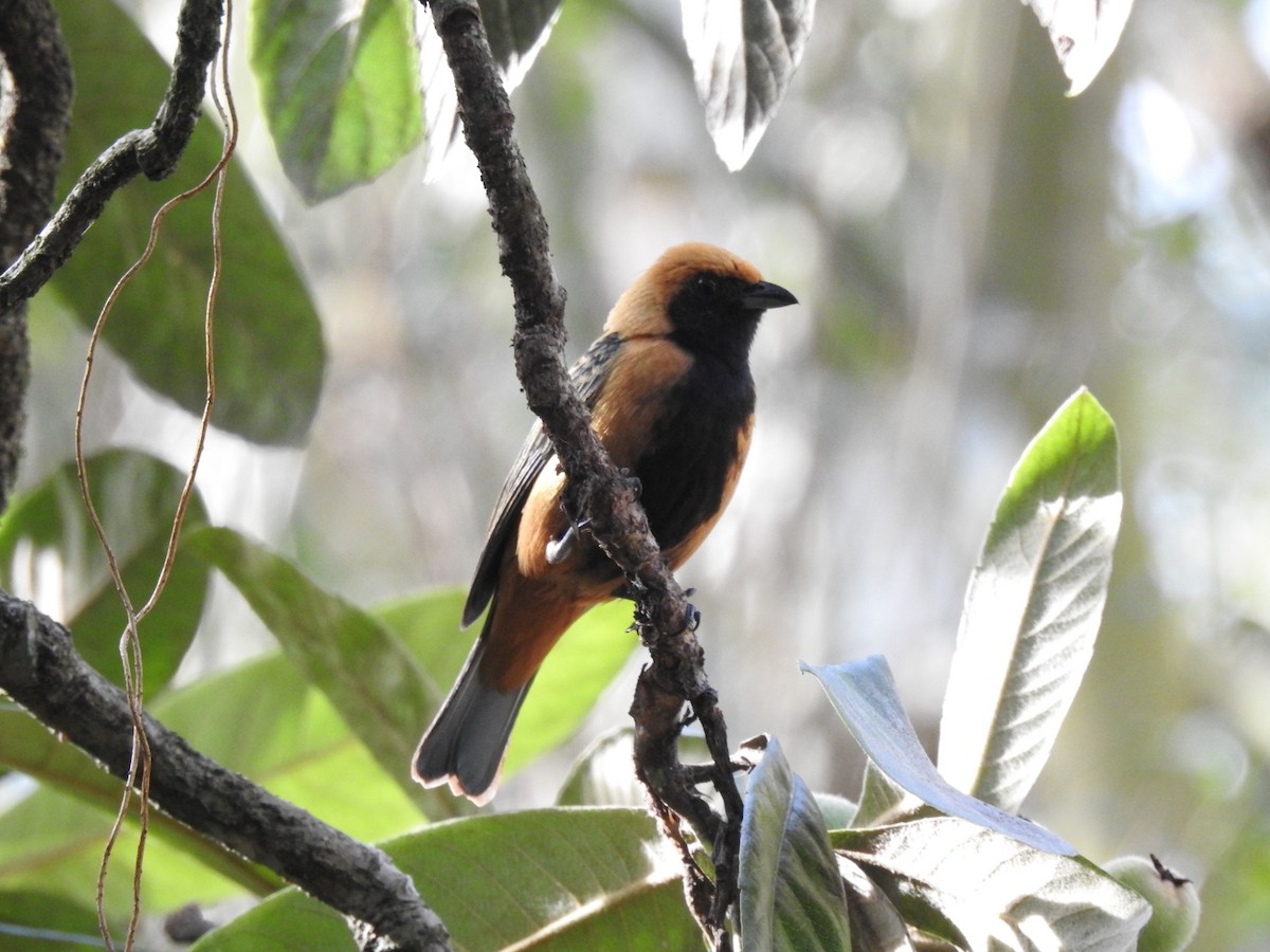 Burnished-buff Tanager - ML639883571