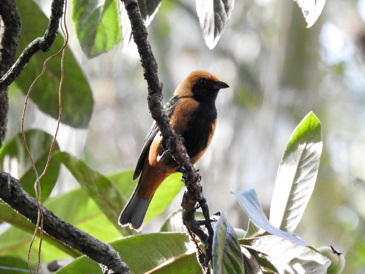 Burnished-buff Tanager - ML639883572