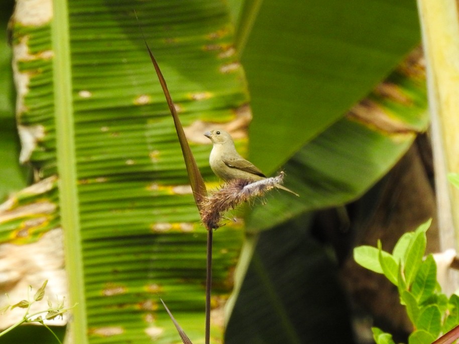 Palm Tanager - ML639883587