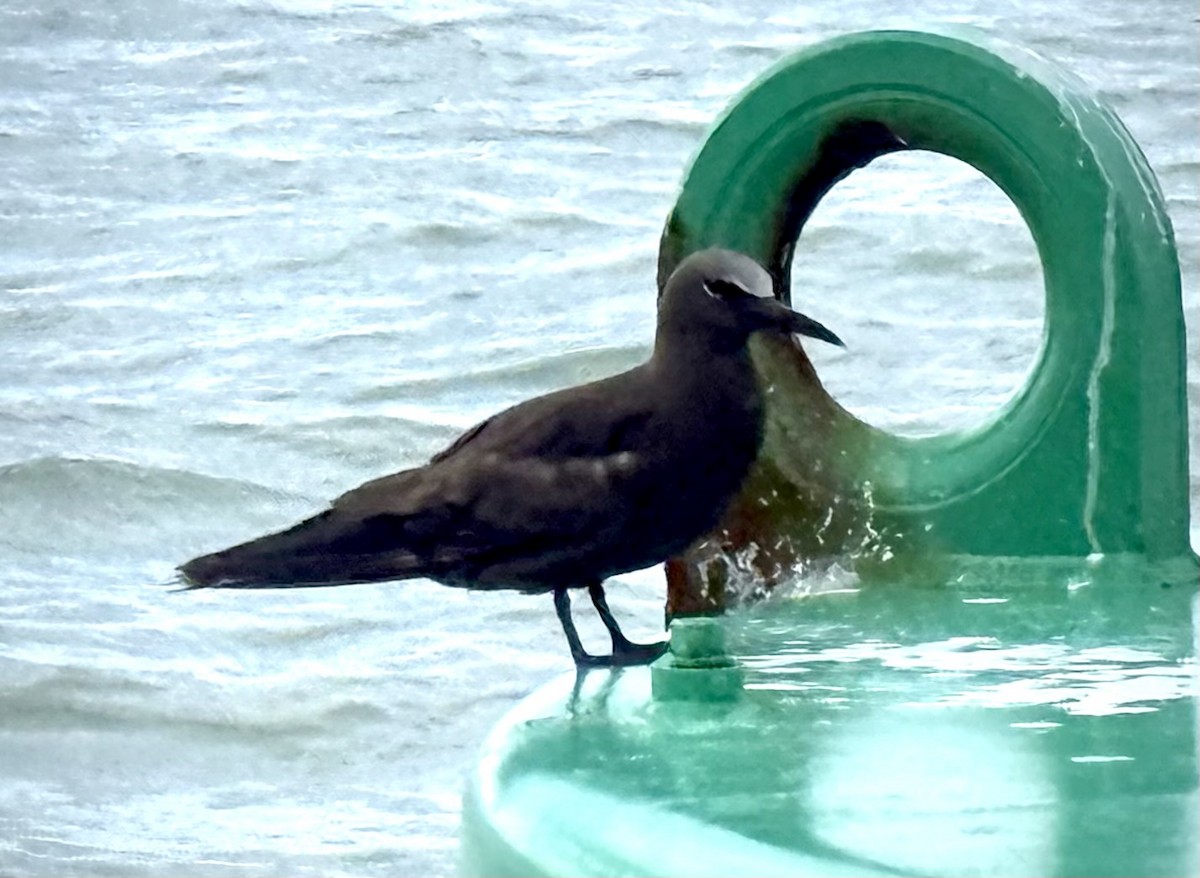 Brown Noddy - ML639883782
