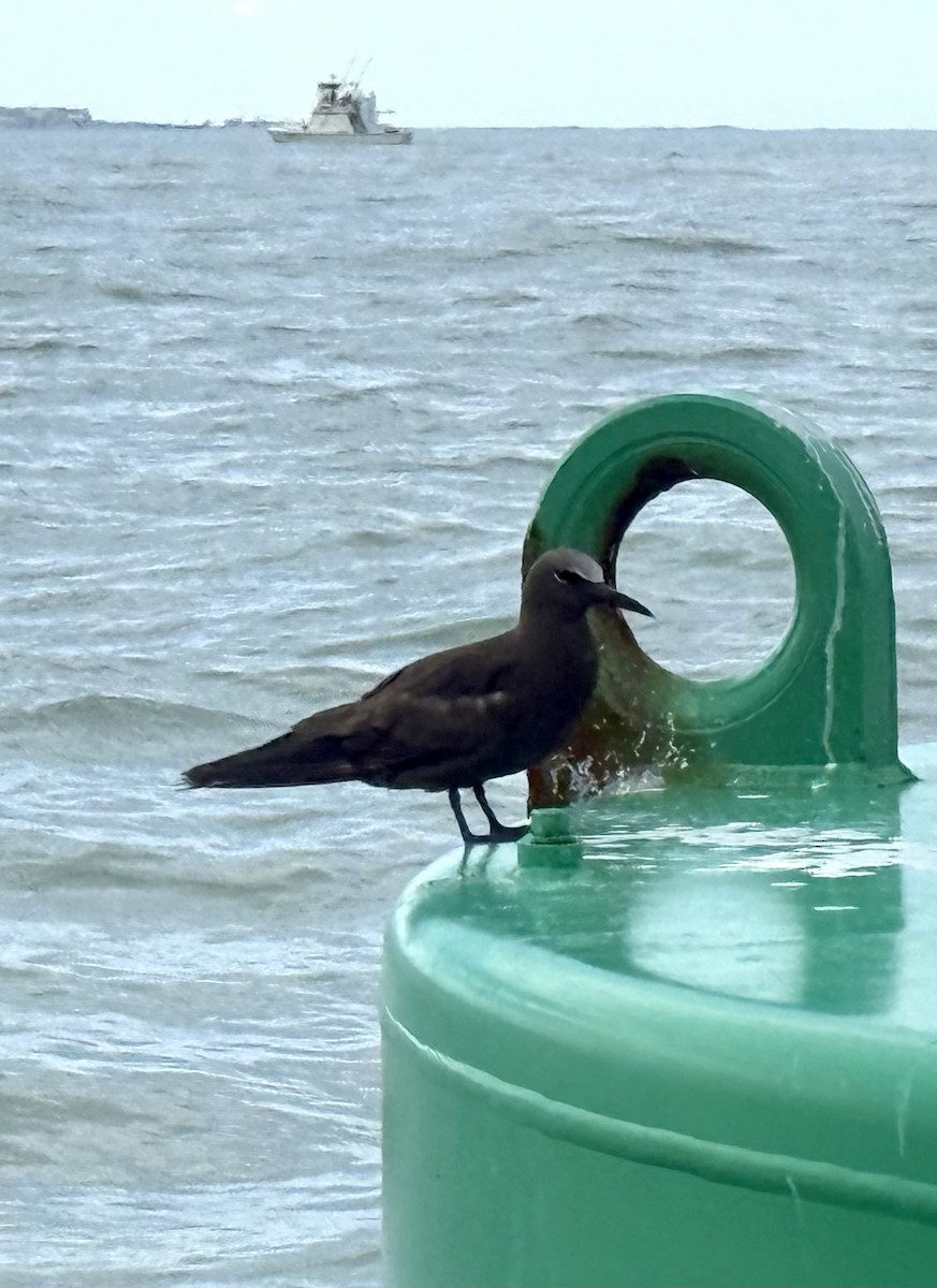 Brown Noddy - ML639883784