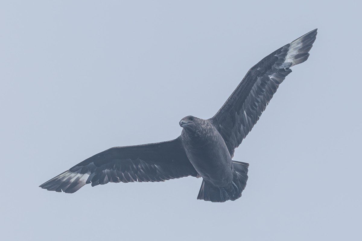 Marikaka polarra - ML639883787