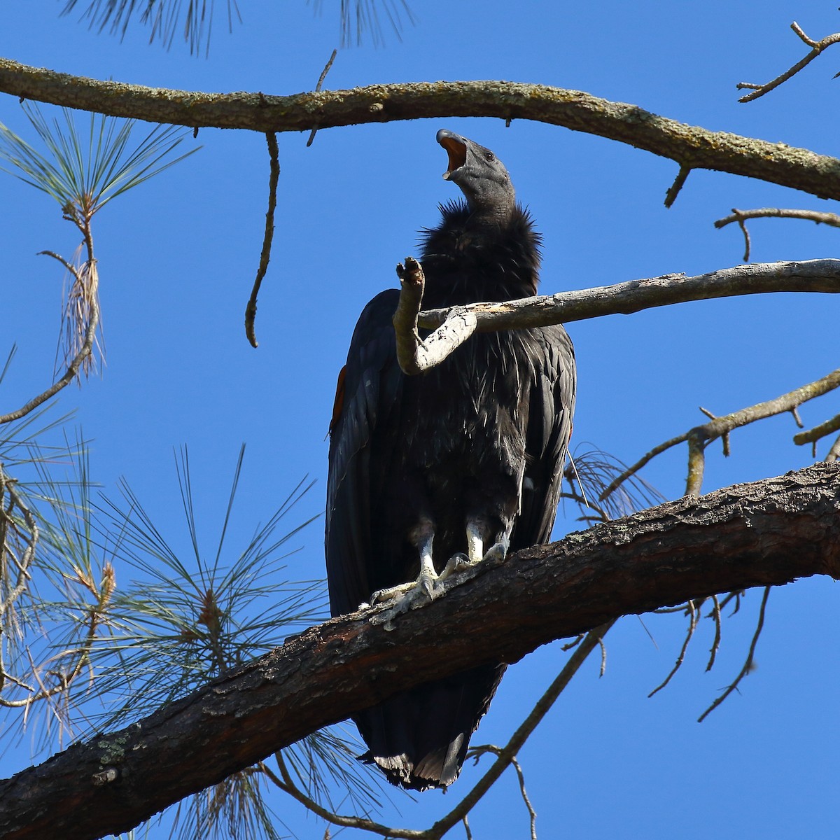 California Condor - ML639883794