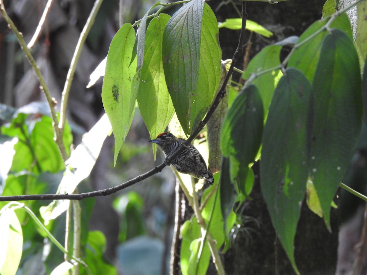 White-barred Piculet - ML639883897