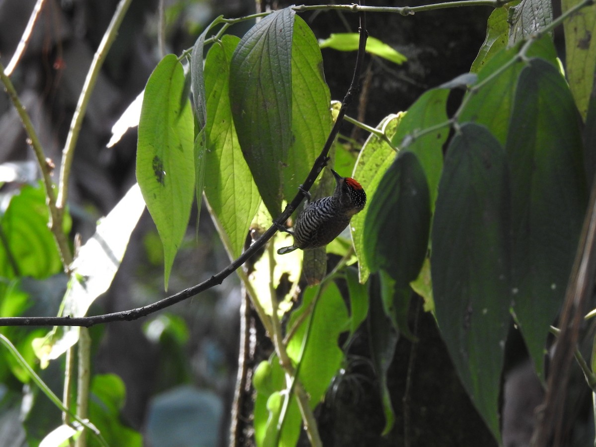 White-barred Piculet - ML639883898