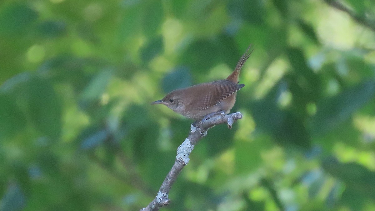 Northern House Wren - ML639883899