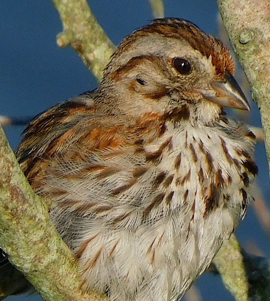 Song Sparrow - ML639883929