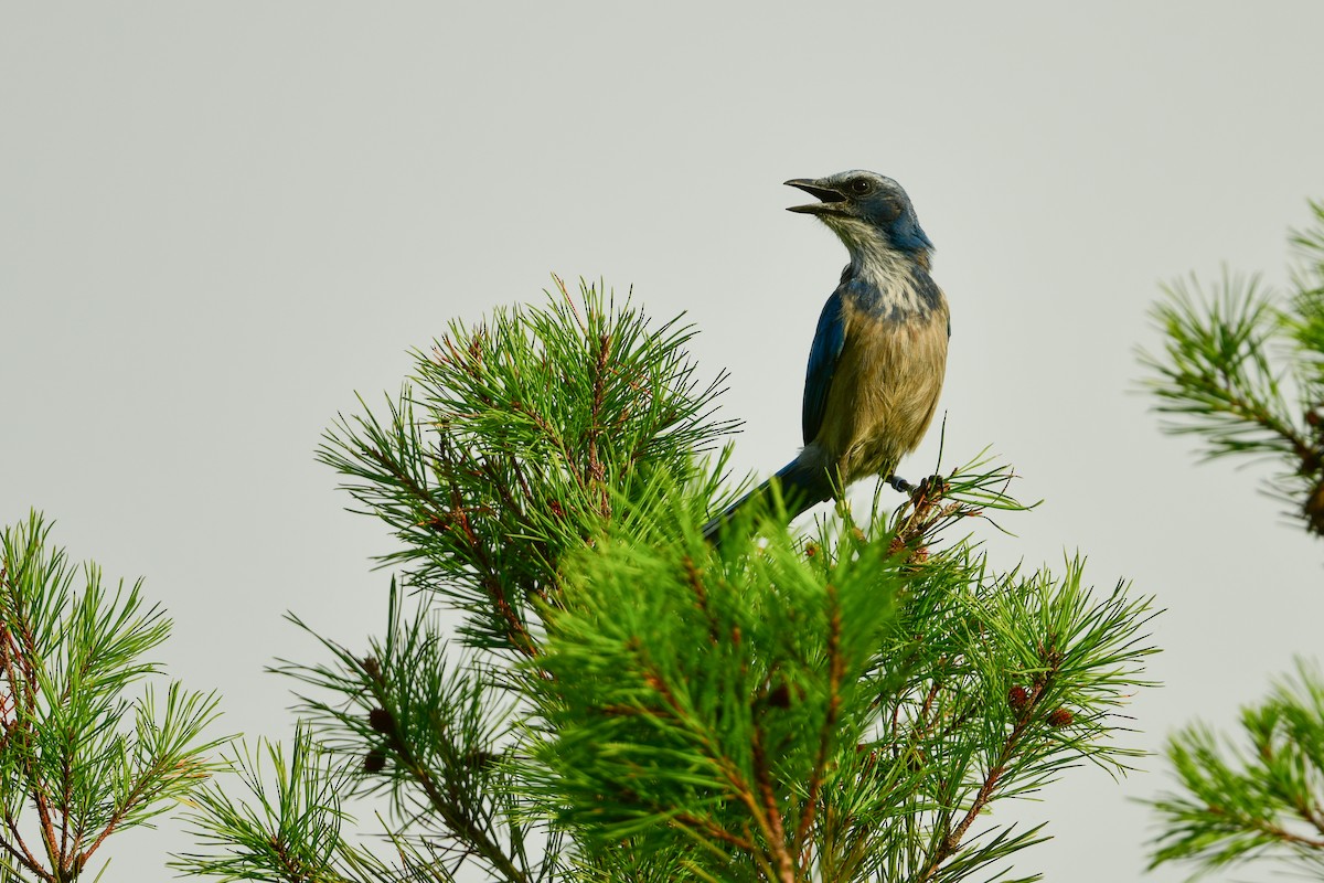 Florida Scrub-Jay - ML639883996