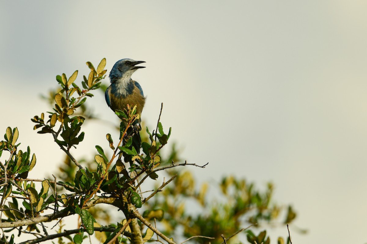 Florida Scrub-Jay - ML639884001