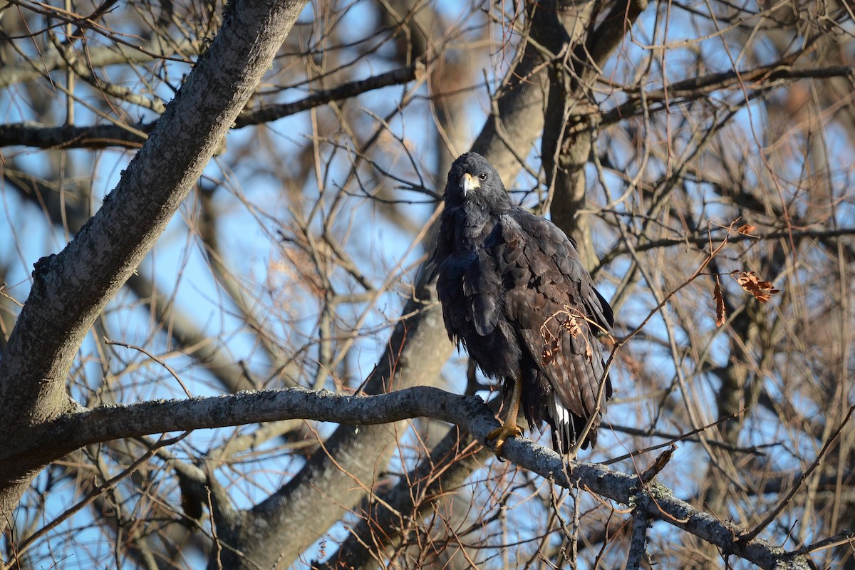 オオクロノスリ - ML639884017