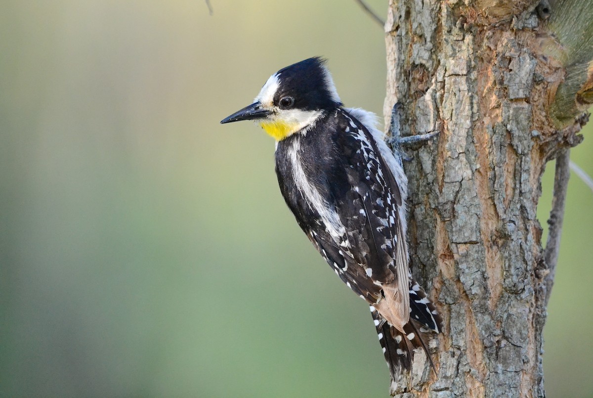 サボテンゲラ - ML639884027