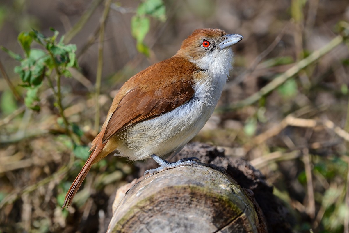 オオアリモズ - ML639884042