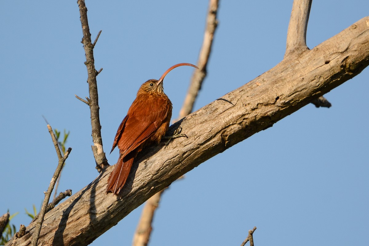 アカユミハシオニキバシリ - ML639884048