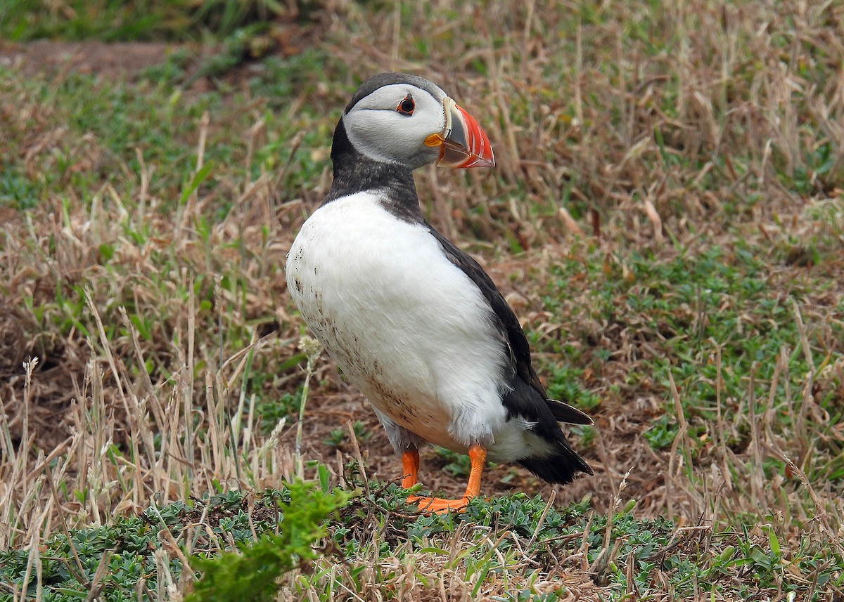 Atlantic Puffin - ML639884054