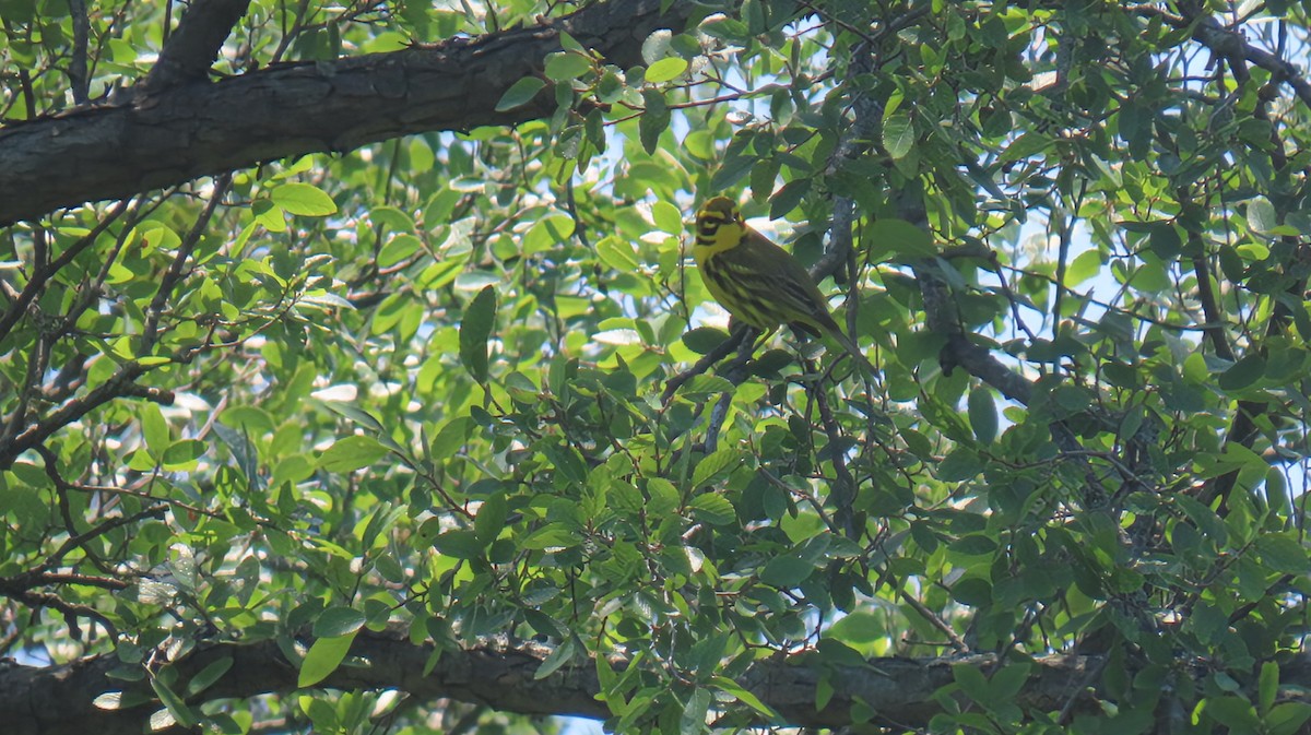 Prairie Warbler - ML639884075