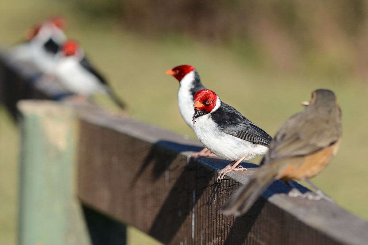 キバシコウカンチョウ - ML639884079