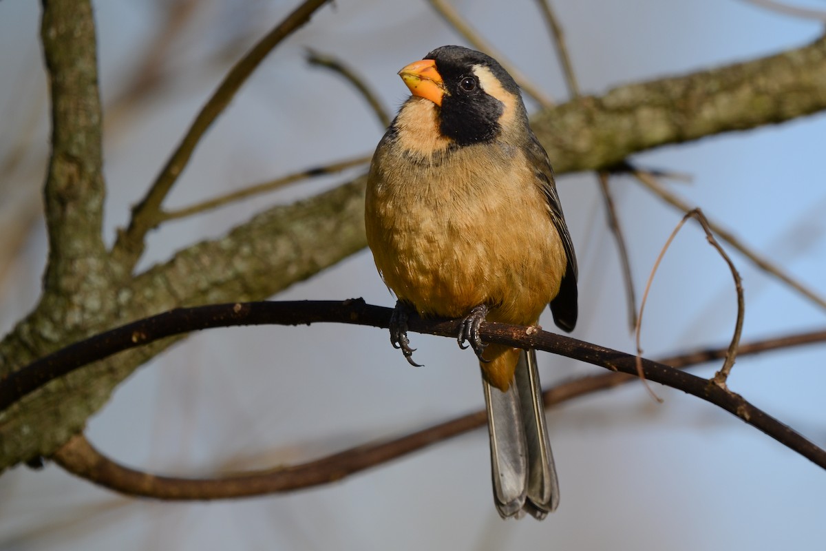 キバシイカル - ML639884087