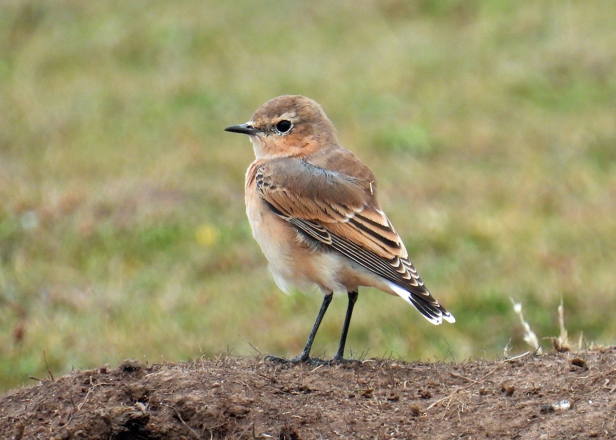 Northern Wheatear - ML639884137