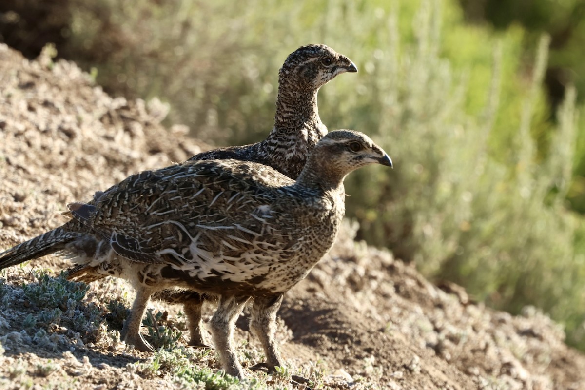 Gunnison Sage-Grouse - ML639884180