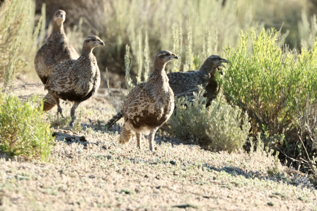 Gunnison Sage-Grouse - ML639884181