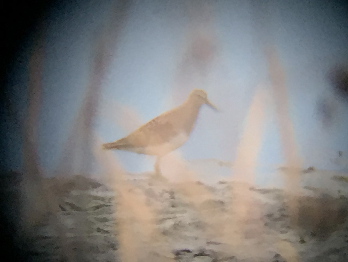 Pectoral Sandpiper - ML63988421