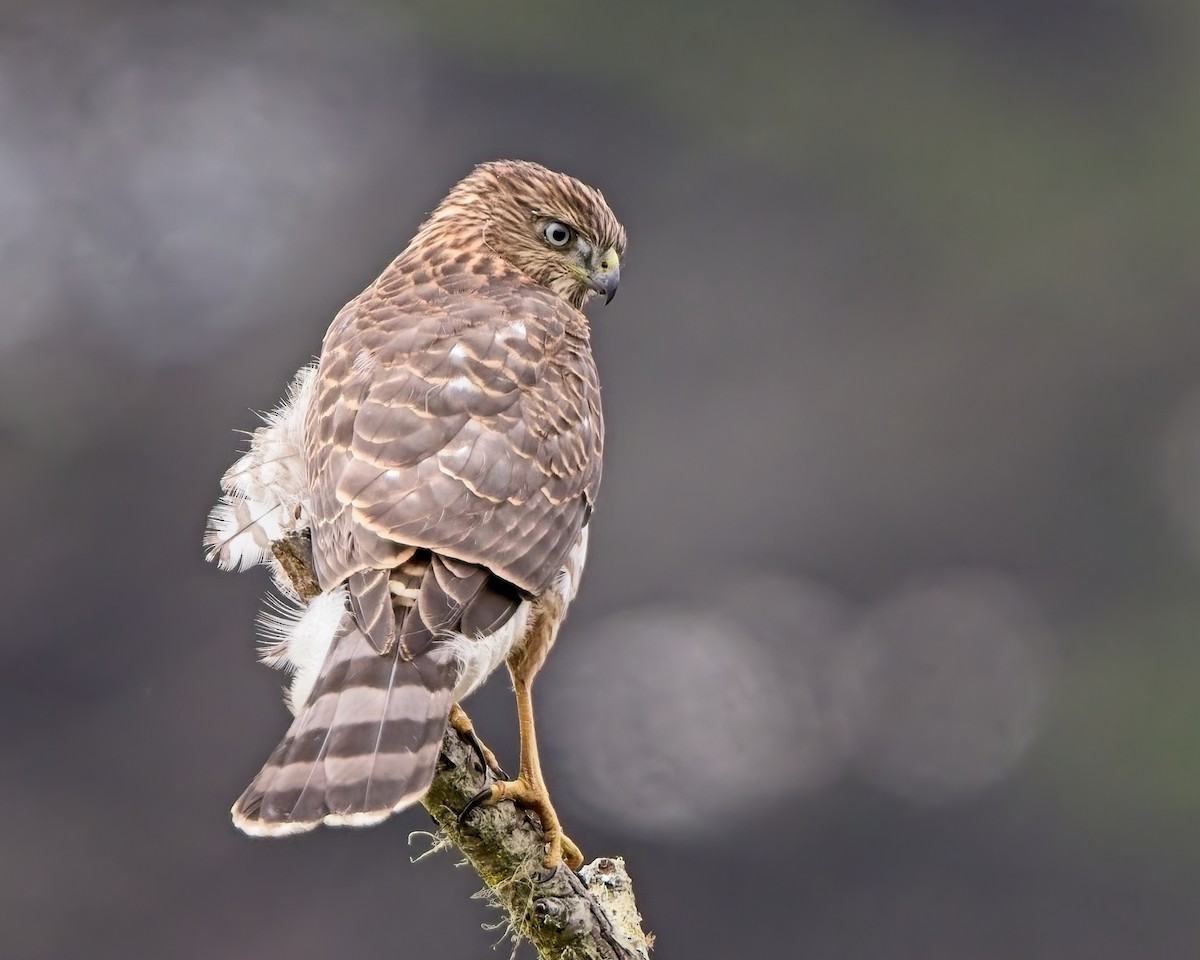 trostehauk - ML639884264