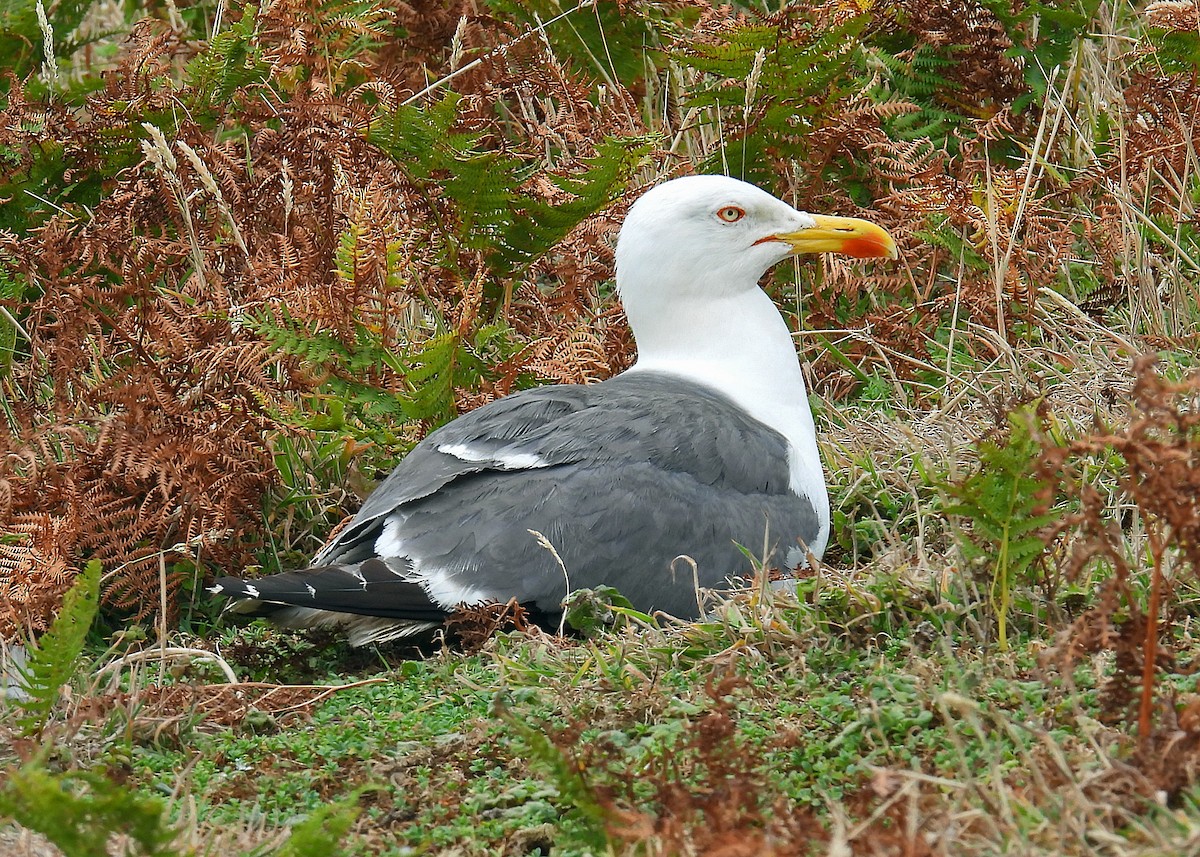 Lesser Black-backed Gull - ML639884323
