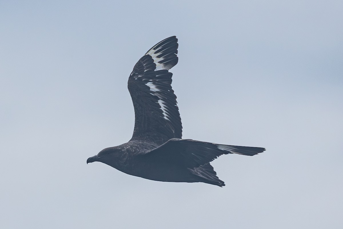 Marikaka polarra - ML639884644