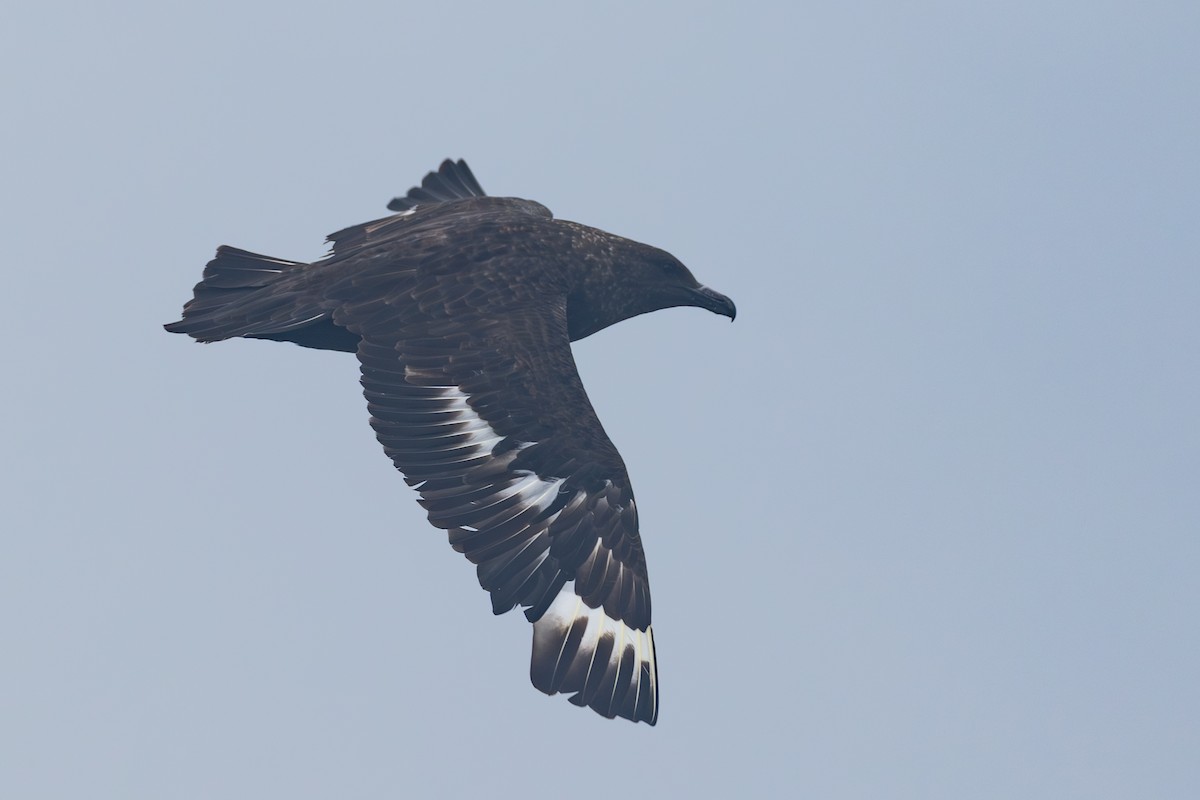 Marikaka polarra - ML639884645