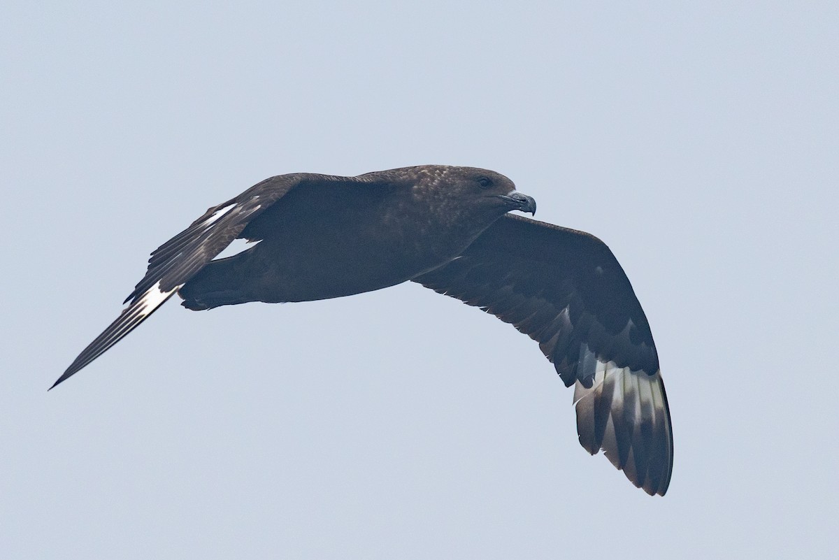 Marikaka polarra - ML639884646