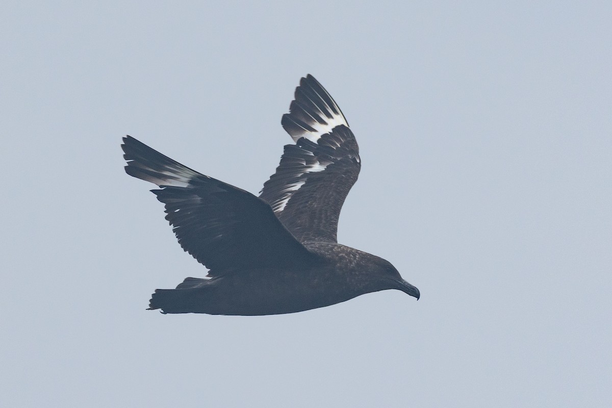 Marikaka polarra - ML639884647