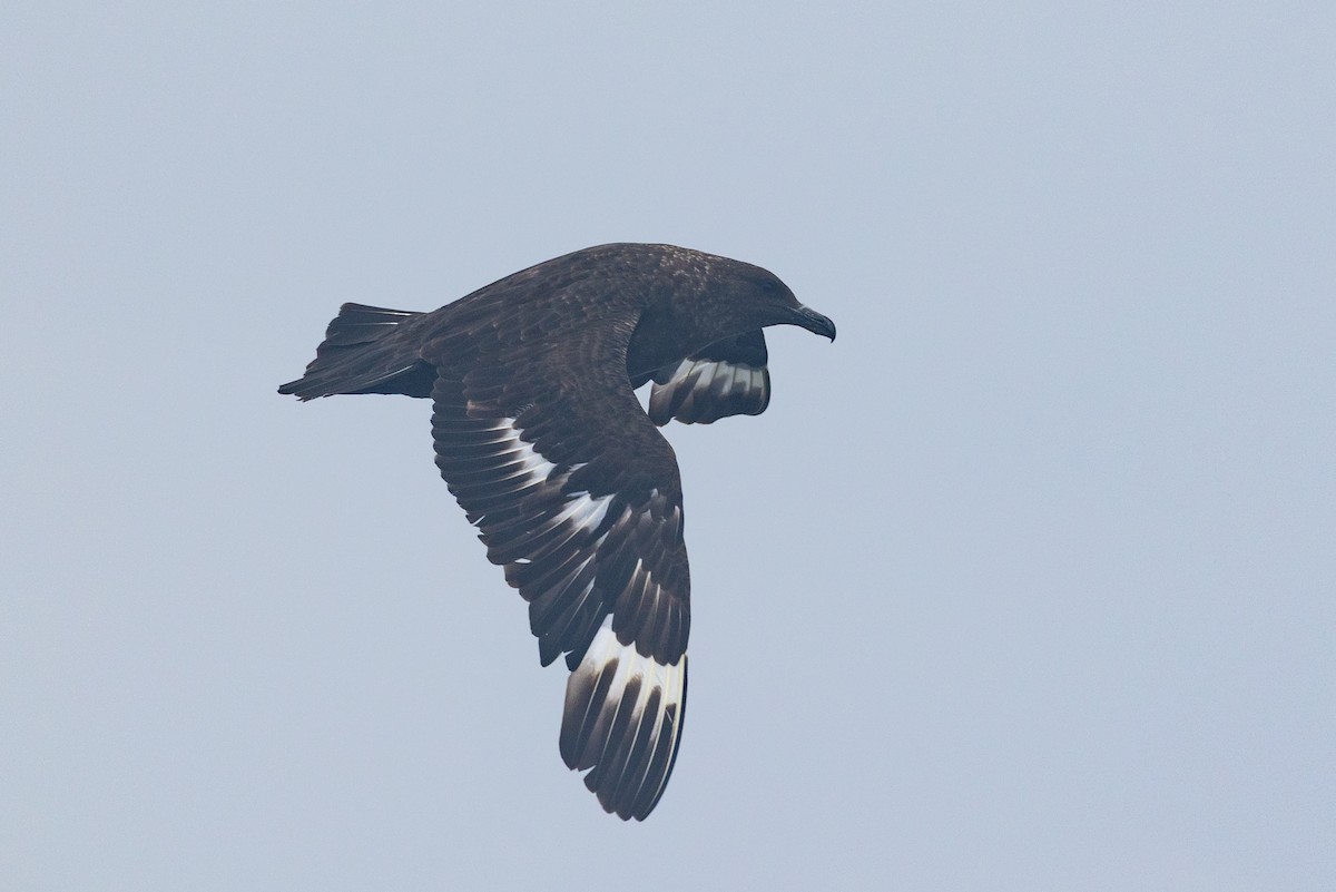 Marikaka polarra - ML639884648