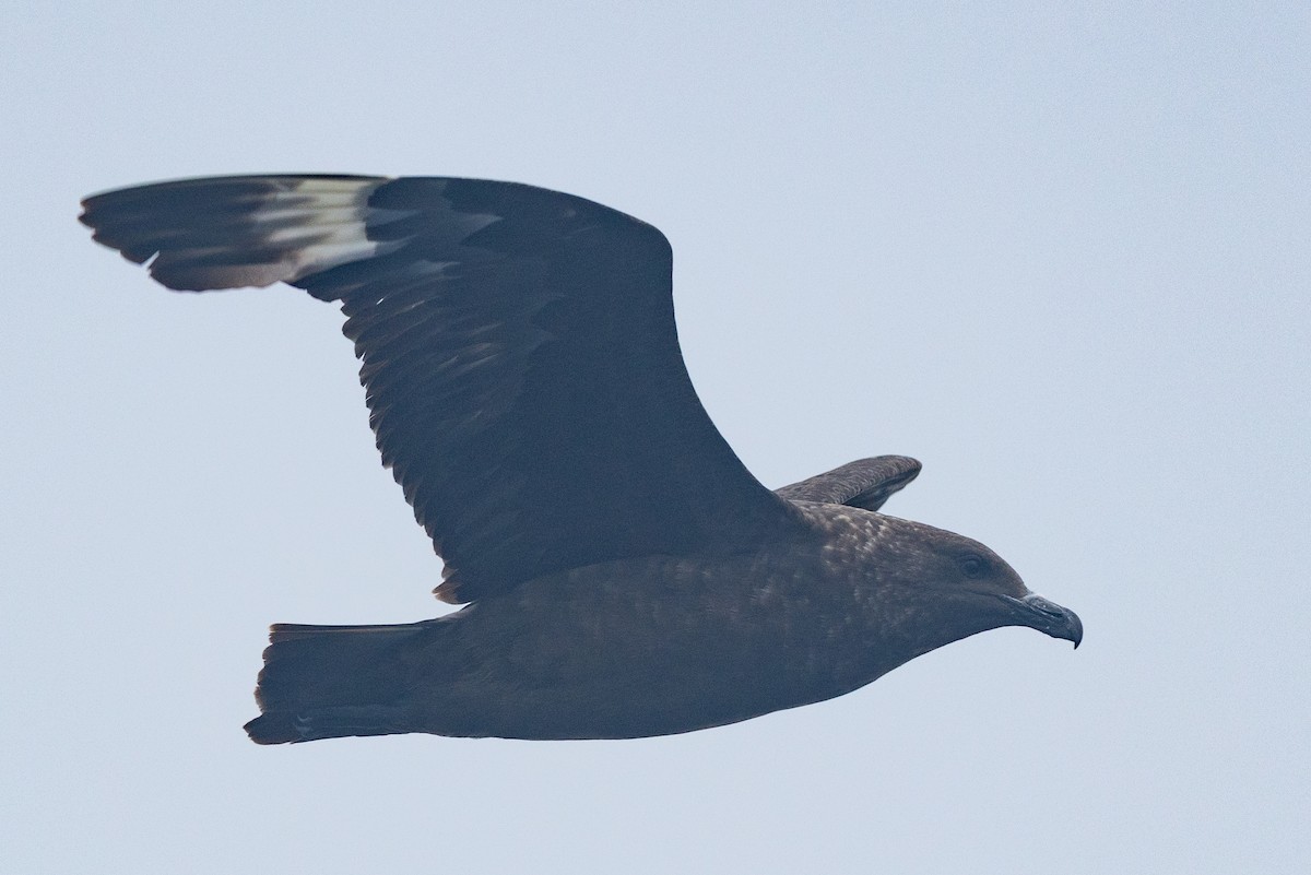 Marikaka polarra - ML639884649