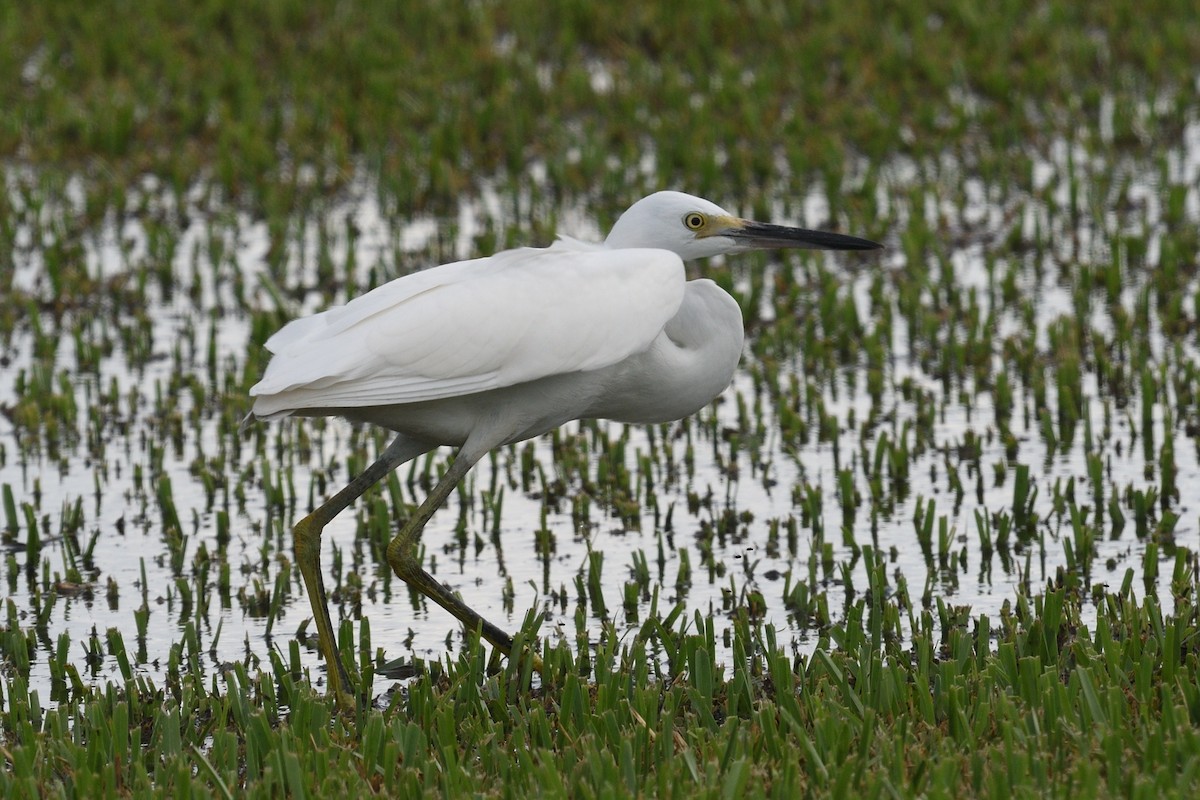 Snowy Egret - ML639884674