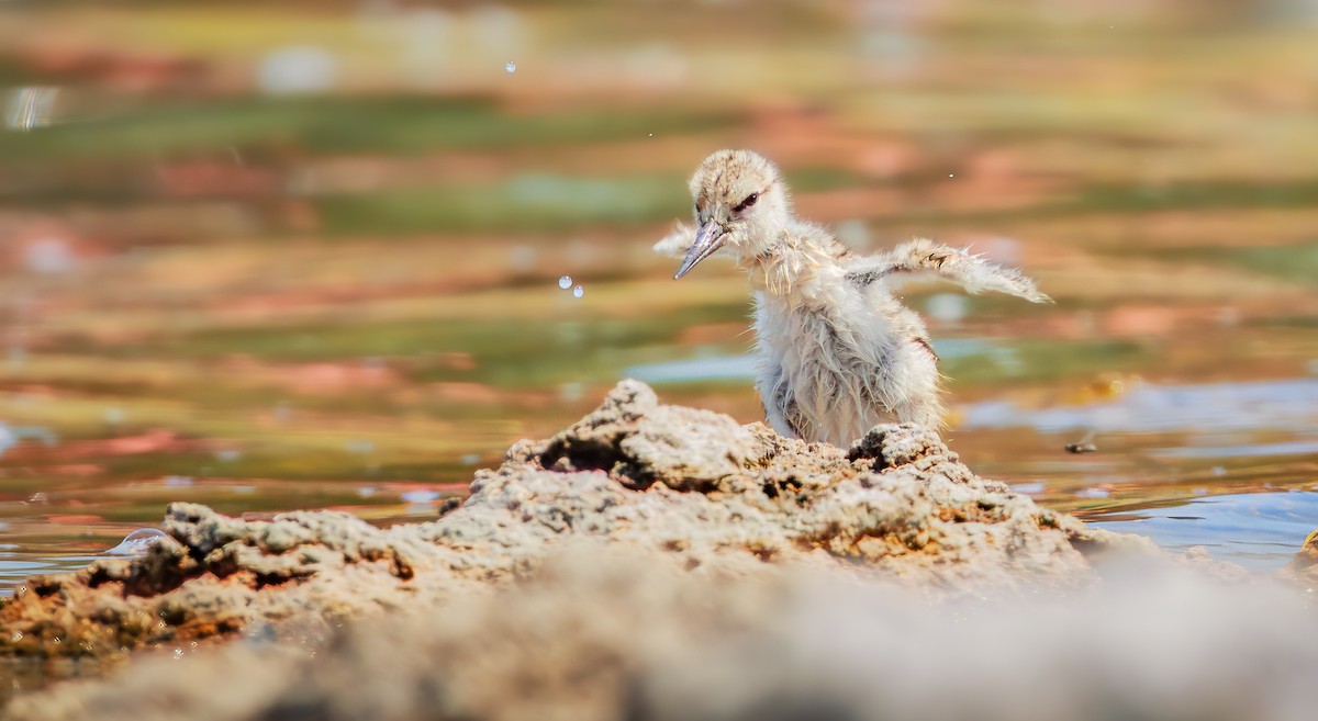American Avocet - ML639884721