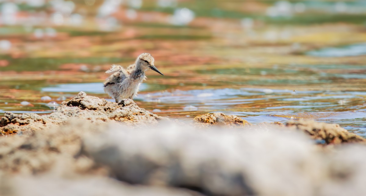 American Avocet - ML639884722