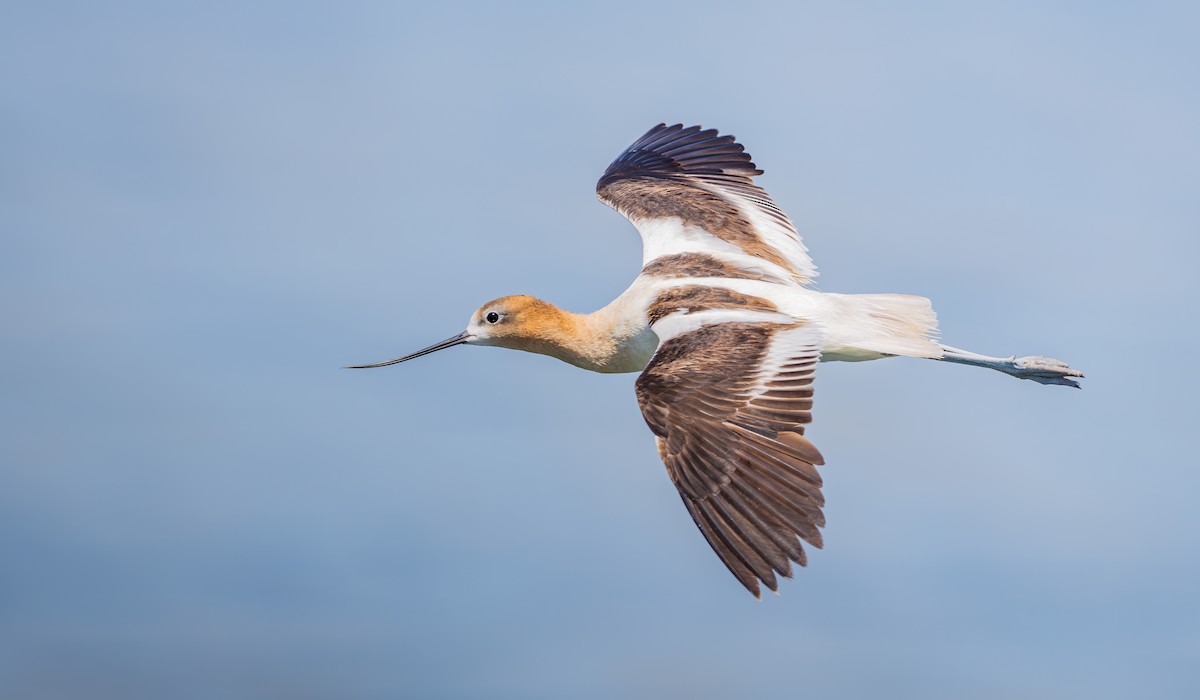 American Avocet - ML639884725