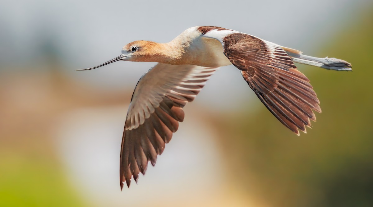 American Avocet - ML639884726