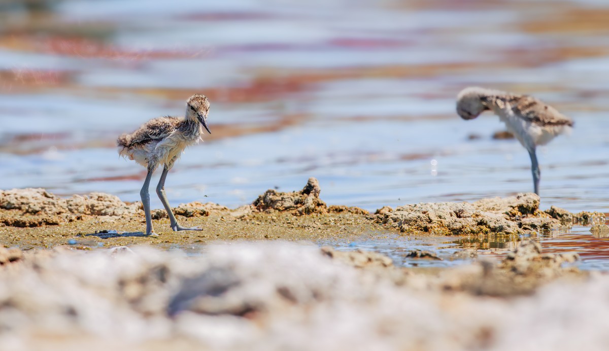 American Avocet - ML639884727