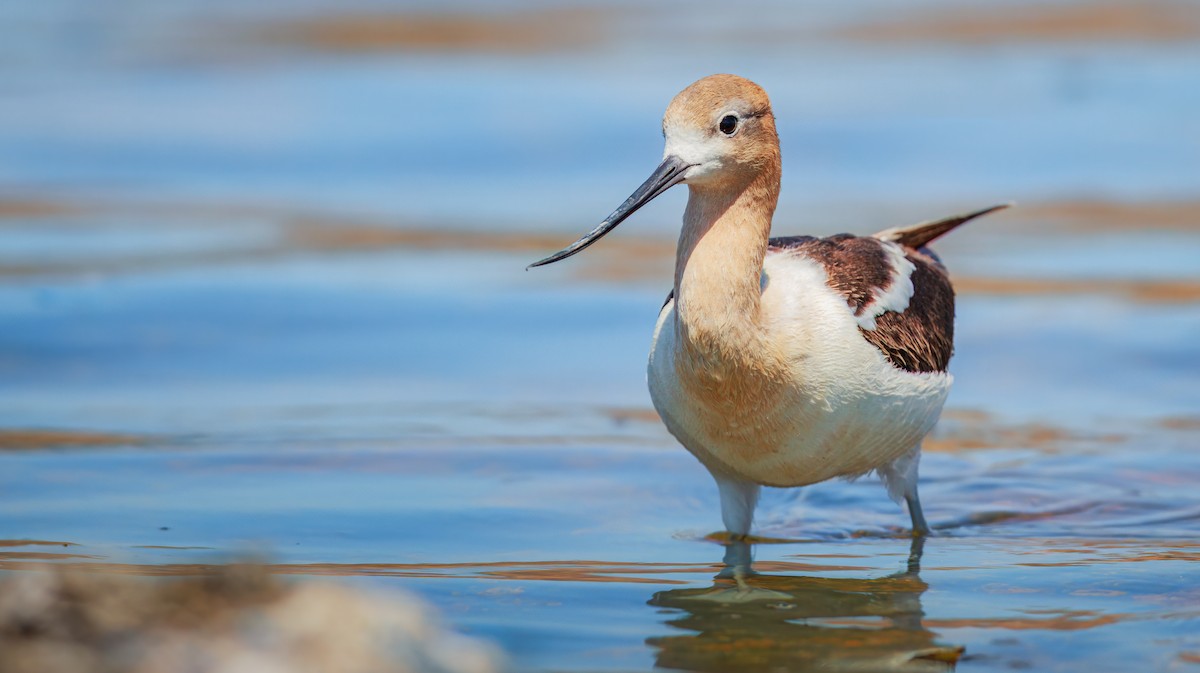 American Avocet - ML639884728