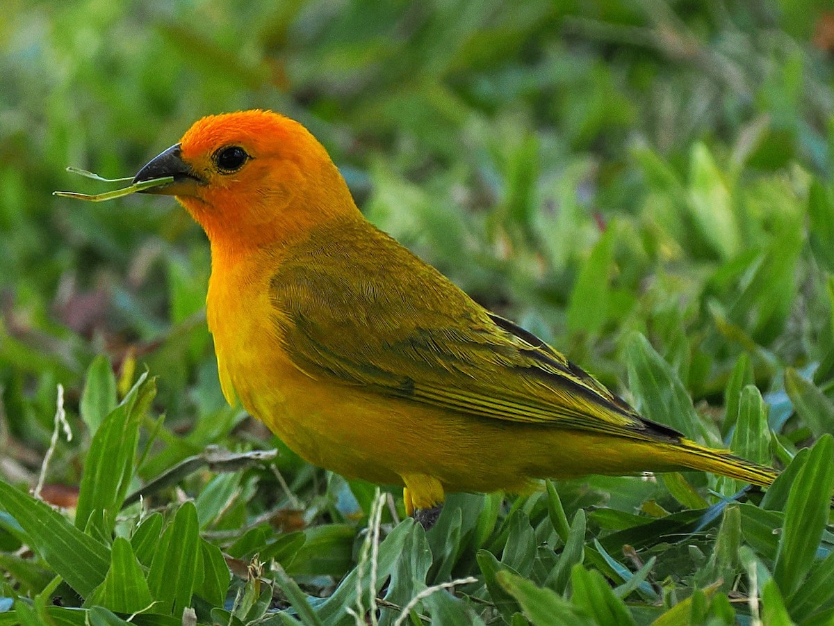 Saffron Finch - ML639884762