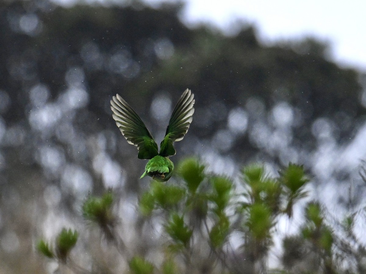 Rufous-fronted Parakeet - ML639884764