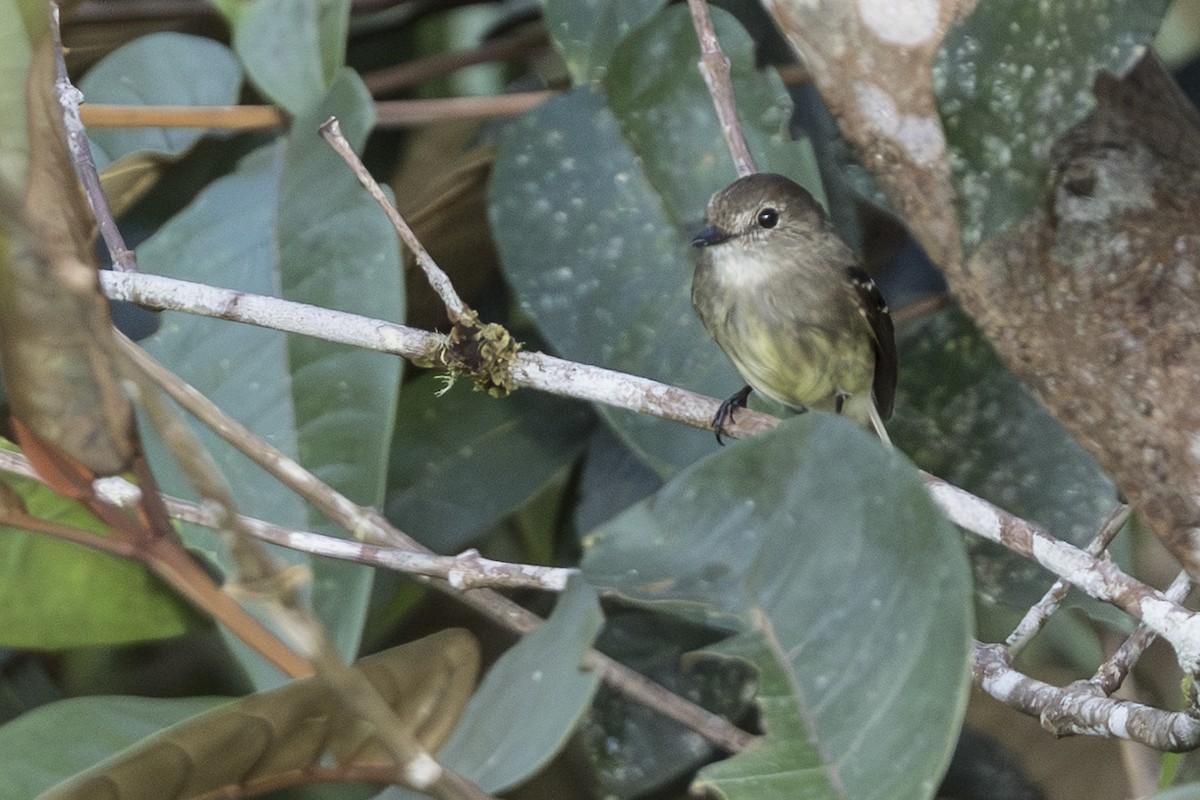 Olive-chested Flycatcher - ML639884784