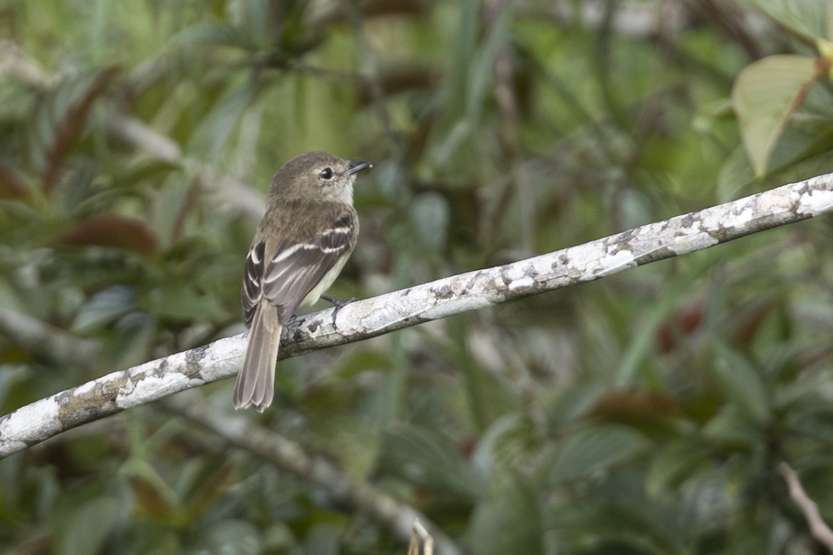 Olive-chested Flycatcher - ML639884785