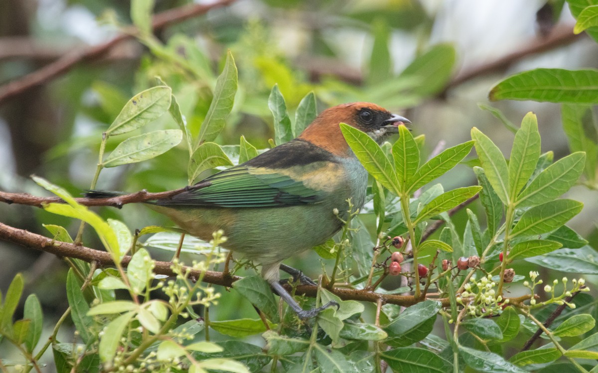 Black-backed Tanager - ML639884867