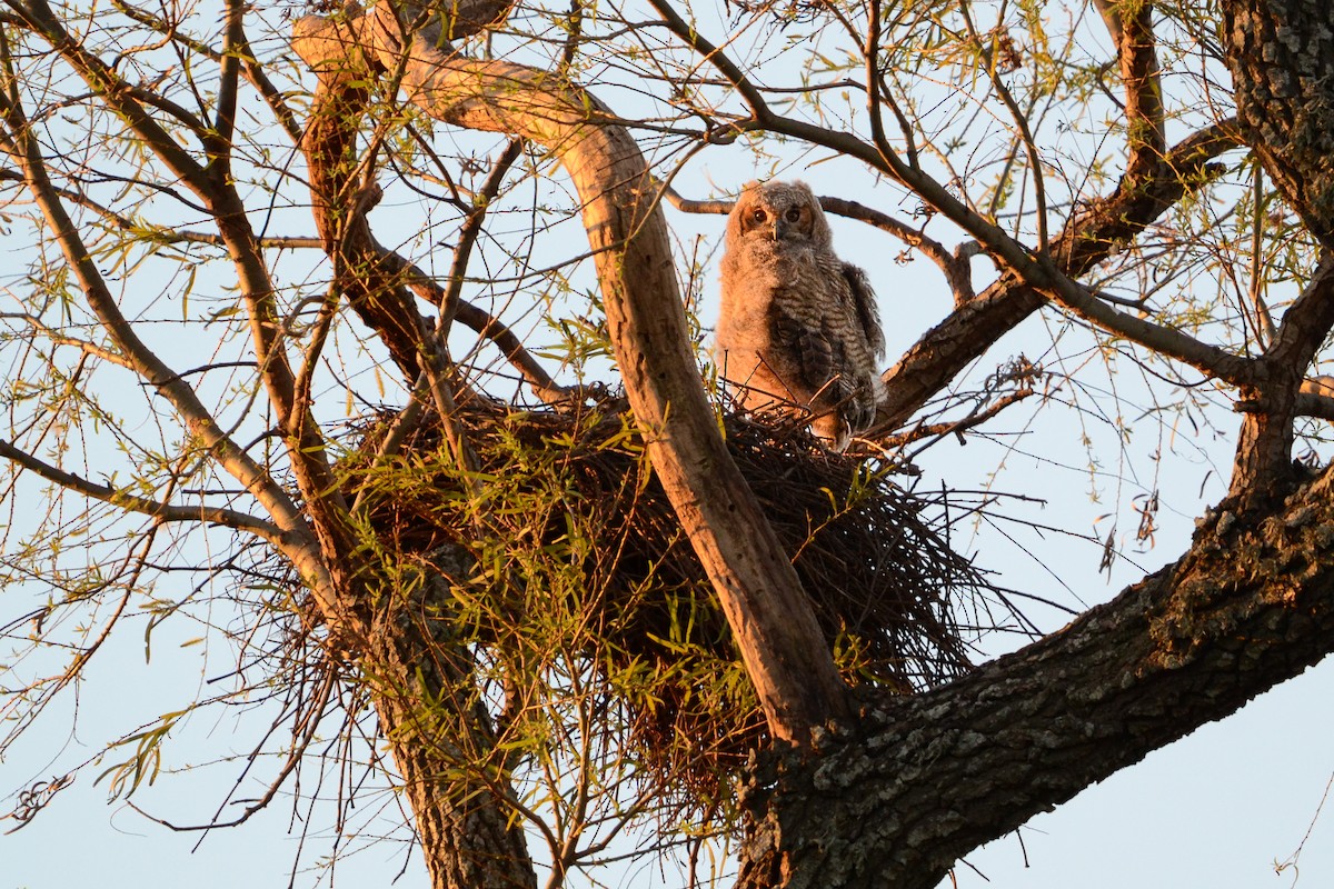 アメリカワシミミズク - ML639884875