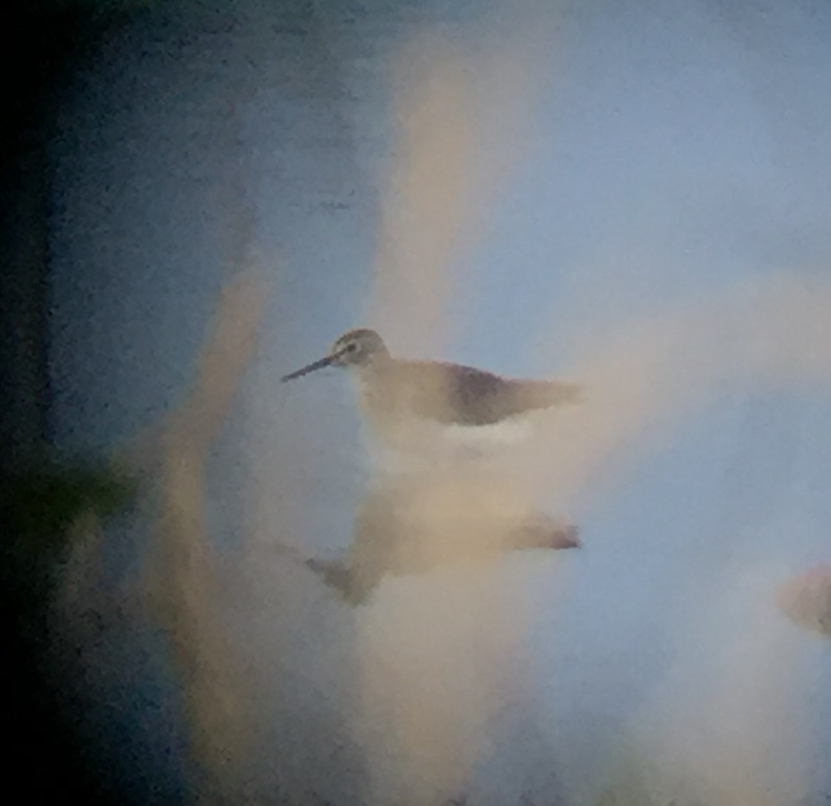 Solitary Sandpiper - ML63988491