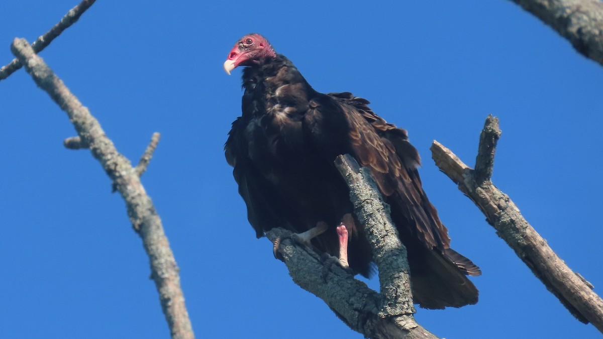 Turkey Vulture - ML639885099